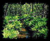 De Schwalm bij Rickelratht