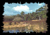Landschap in de Gelderse Vallei